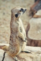 Fototapeta premium Surikata. Species of mammals from family of mongoose. It is widespread in South Africa.