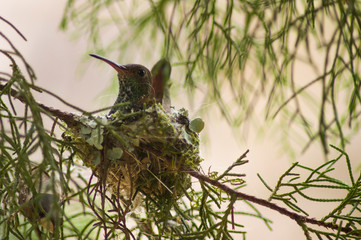 Colibrí en su nido © DianaMarina