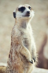 Surikata. Species of mammals from family of mongoose. It is widespread in South Africa.