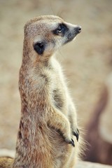 Surikata. Species of mammals from family of mongoose. It is widespread in South Africa.