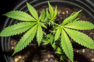 Marijuana Plant From Above