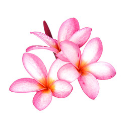 water drop Frangipani flower isolated on white background