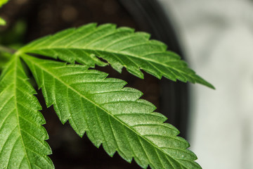 Green Leaf Closeup Macro Marijuana Plant 