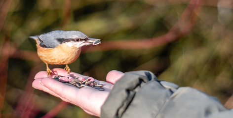 Hand Feeding a Nuthatch