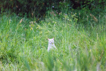 White cat in the garden