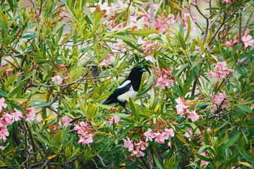 Magpie on oleander plant