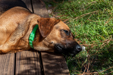Dog resting at bright sunshine wooden deck