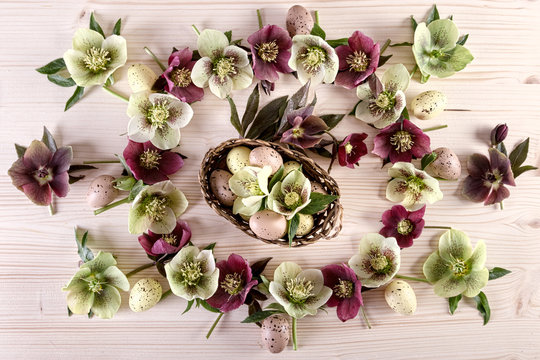 Flowers arrangement with white purple lenten roses and Easter eggs over light wood. Top view