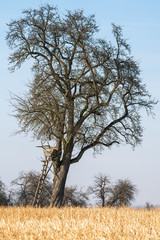 Baum mit Jagdhochsitz