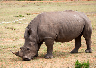 Fototapeta premium Rhino 