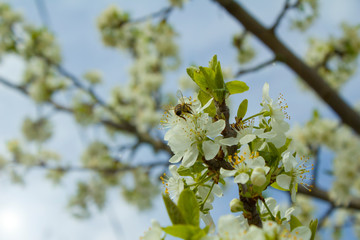 Spring cherry blossom