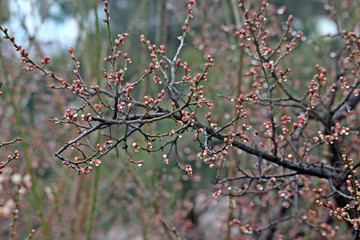 초봄 매화꽃망울