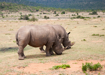 Two rhino friends eating