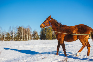 Fototapeta na wymiar Red horse in a winter snowy field
