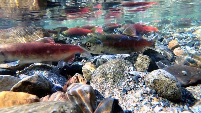 Sockeye Salmon Underwater At Taylor Creek Above Lake Tahoe