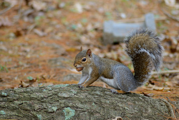 Naklejka na ściany i meble A Gray Squirrel hunts for nuts in the summer.