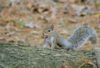 A Gray Squirrel hunts for nuts in the summer.