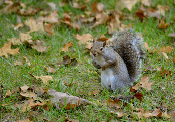 A Gray Squirrel hunts for nuts in the summer.