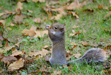 Naklejka na ściany i meble A Gray Squirrel hunts for nuts in the summer.