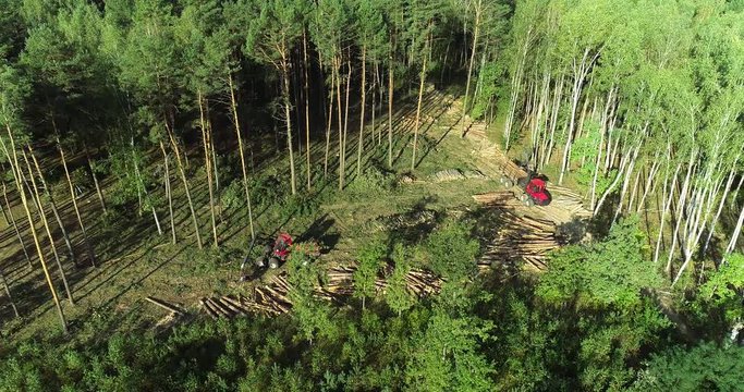 A cut-to-length (CTL) forest harvester. Pine Forest Harvesting Machine. Logging Equipment. The forestry industry. The harvester lumberjack working in a forest. Forest Wheeled Harvesters.
