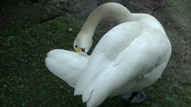 Swan cleans feathers