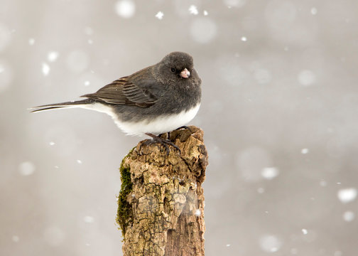 Nice photo of a Dark eyed Junco (Junco hyemalis) perched on a branch during a gentle snow.