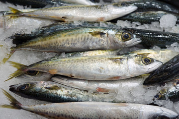 Baby blue mackerel fish on ice at a seafood market