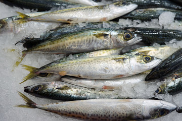 Baby blue mackerel fish on ice at a seafood market