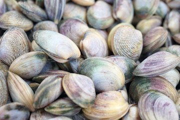 Vongole clam shells for sale at a seafood market in Sydney, Australia