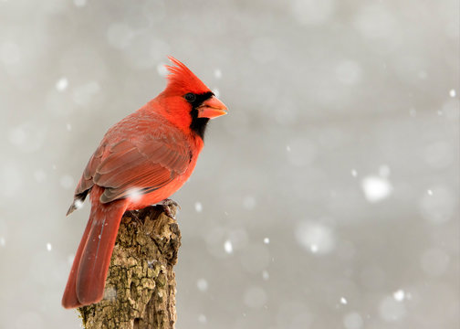 Beautiful photo of a male Northern Cardinal (Cardinalis cardinalis) standing on a perch during a gentle snow.