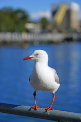 A wild Australian seagull bird with red beak and feet in the Sydney Harbour