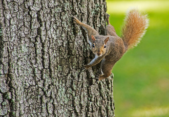 A red squirrel hangs around a tree in the summer.