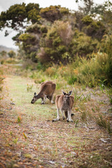 Naklejka na ściany i meble Kangaroos on the roadside 