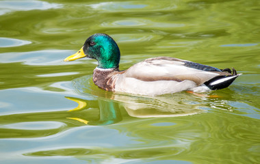 solitary plump colorful mallard duck gliding in calm water with copy space