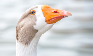 close up profile of a white and brown goose with blue eye and orange bill