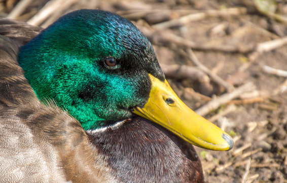 close up profile of a plump bright green mallard duck 