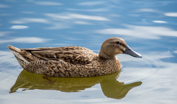 a female mallard duck with brown mottled feathers swimming in calm blue water with reflection