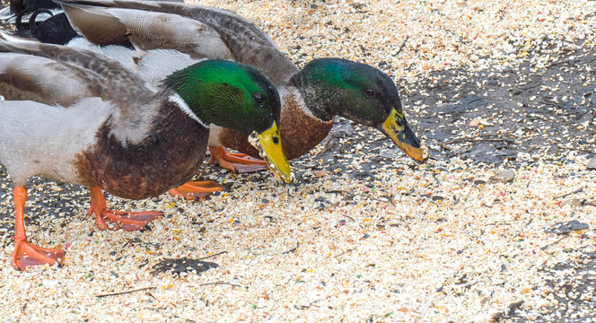 two plump mallard ducks eating bird seed on the ground with copy space