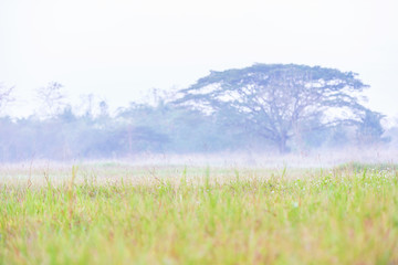 Fototapeta na wymiar fog float over green grass on the ground with big tree as background