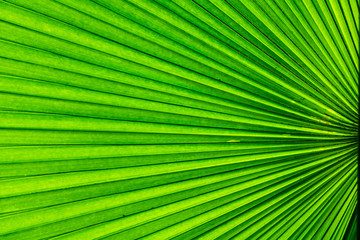 line texture. line texture palm green leaf. Palm background. 