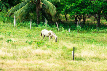 Pantanal