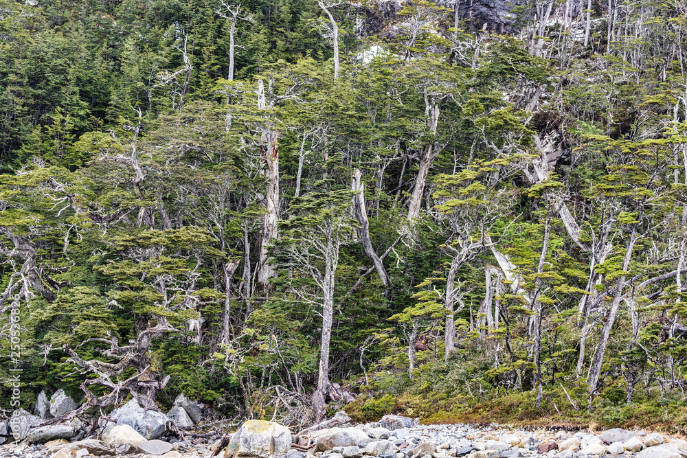 Wall mural  Nothofagus Forest  Karukinka Reserve Patagonia Chile