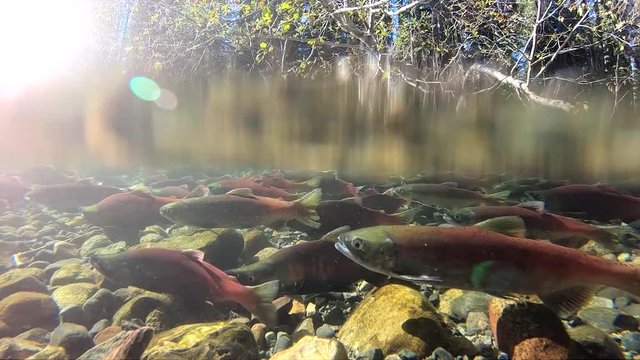 Close up salmon swim underwater in a creek above Lake Tahoe