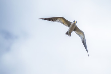 Pantanal