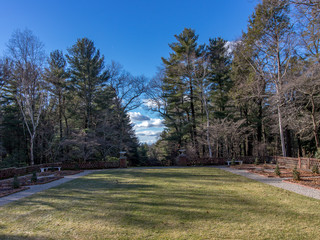 trees in the park