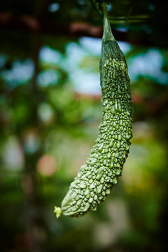 Fresh bitter melon 