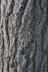 Bark Material of Ginkgo biloba
