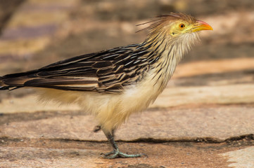 Pantanal