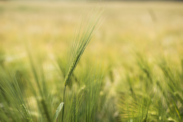 Fototapeta premium barley