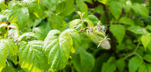 Himbeerpflanze Himbeerstrauch Unreife Himbeeren